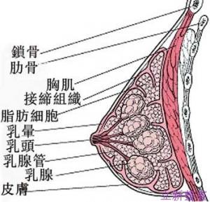 乳房结构图解,笔画图片