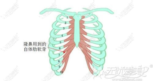 肋软骨的位置