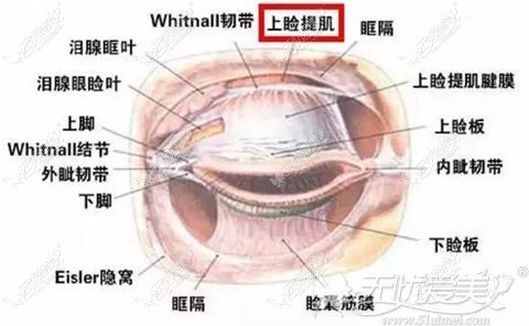 什么是上睑下垂