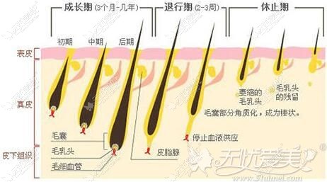 毛发生长周期