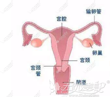 好手艺公布女性私密部位