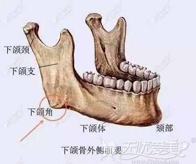 下颌角整形下颌骨的位置