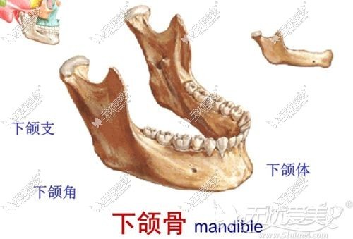 发腮也会造成下颌角肥大的