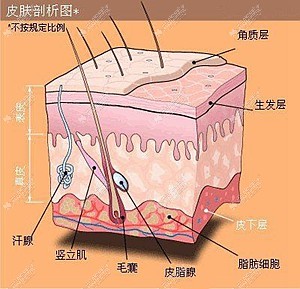 皮肤结构